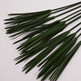 Papyrus, Preserved, Green, Bunch x 10 Stems