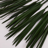Papyrus, Preserved, Green, Bunch x 10 Stems