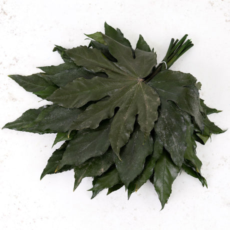 Aralia Leaves, Preserved, Green, 15-25cm x 10