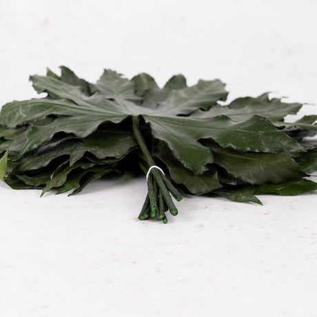 Aralia Leaves, Preserved, Green, 15-25cm x 10