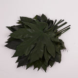 Aralia Leaves, Preserved, Green, 15-25cm x 10