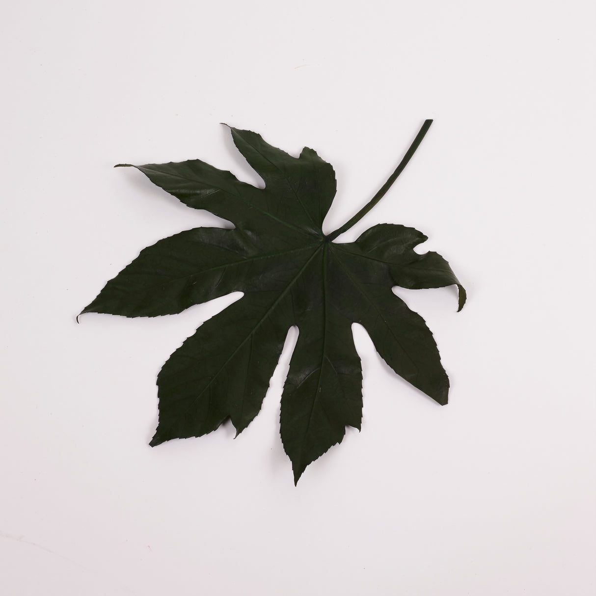 Aralia Leaves, Preserved, Green, 15-25cm x 10