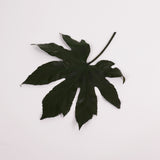 Aralia Leaves, Preserved, Green, 15-25cm x 10