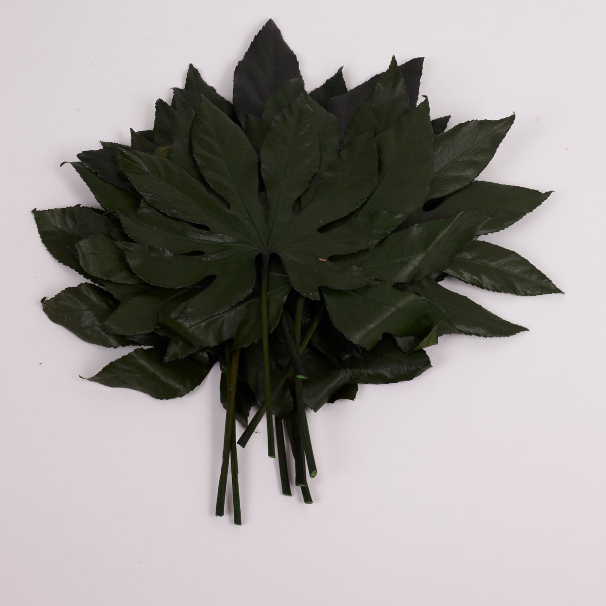 Aralia Leaves, Preserved, Green, 15-25cm x 10