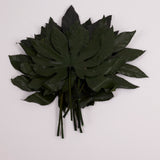 Aralia Leaves, Preserved, Green, 15-25cm x 10