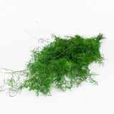 Asparagus Springerie, Preserved, Green, 100g