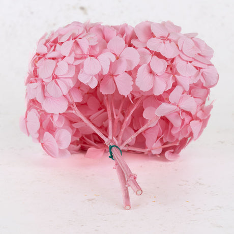 Hydrangea, Preserved, Pastel Pink, Bunch