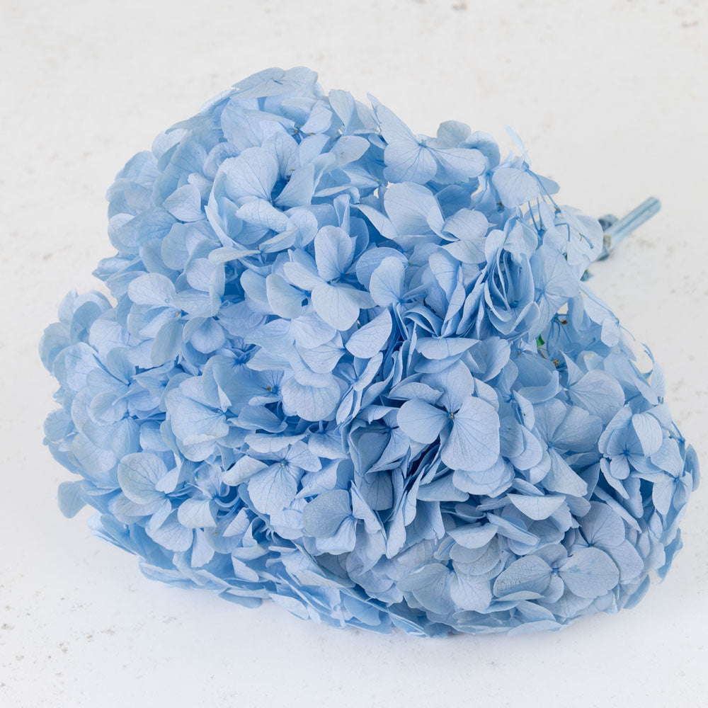 Hydrangea, Verdissimo Premium, Light Blue