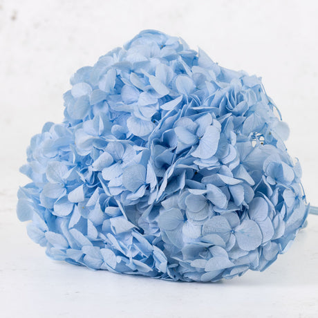 Hydrangea, Verdissimo Premium, Light Blue