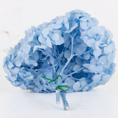 Hydrangea, Verdissimo Premium, Light Blue