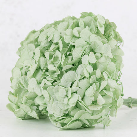 Hydrangea, Verdissimo Premium, Mint Green