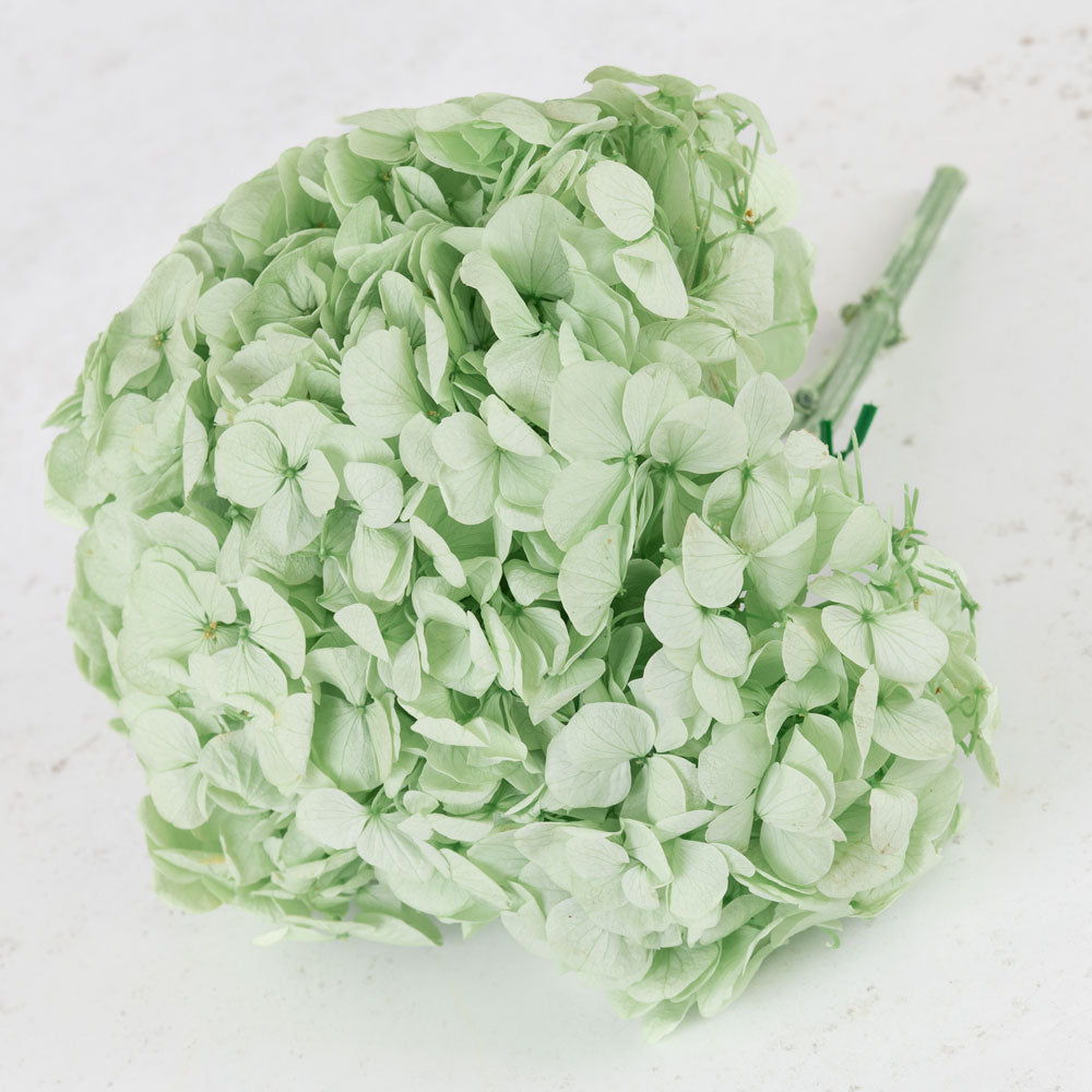 Hydrangea, Verdissimo Premium, Mint Green