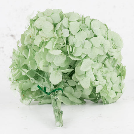 Hydrangea, Verdissimo Premium, Mint Green