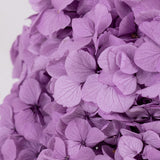 Hydrangea, Verdissimo Premium, Lavender