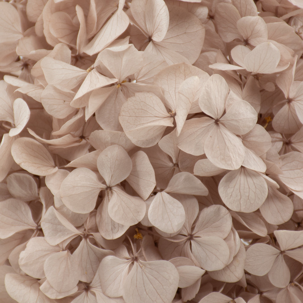 Hydrangea, Verdissimo Premium, Hazelnut