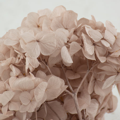 Hydrangea, Verdissimo Premium, Hazelnut