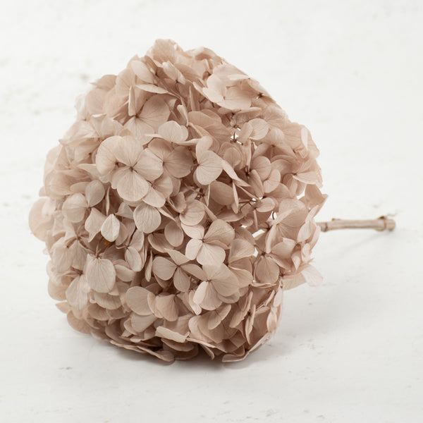 T01424E-Preserved-Hydrangea-