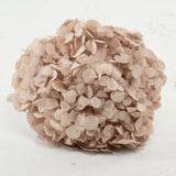 Hydrangea, Verdissimo Premium, Hazelnut