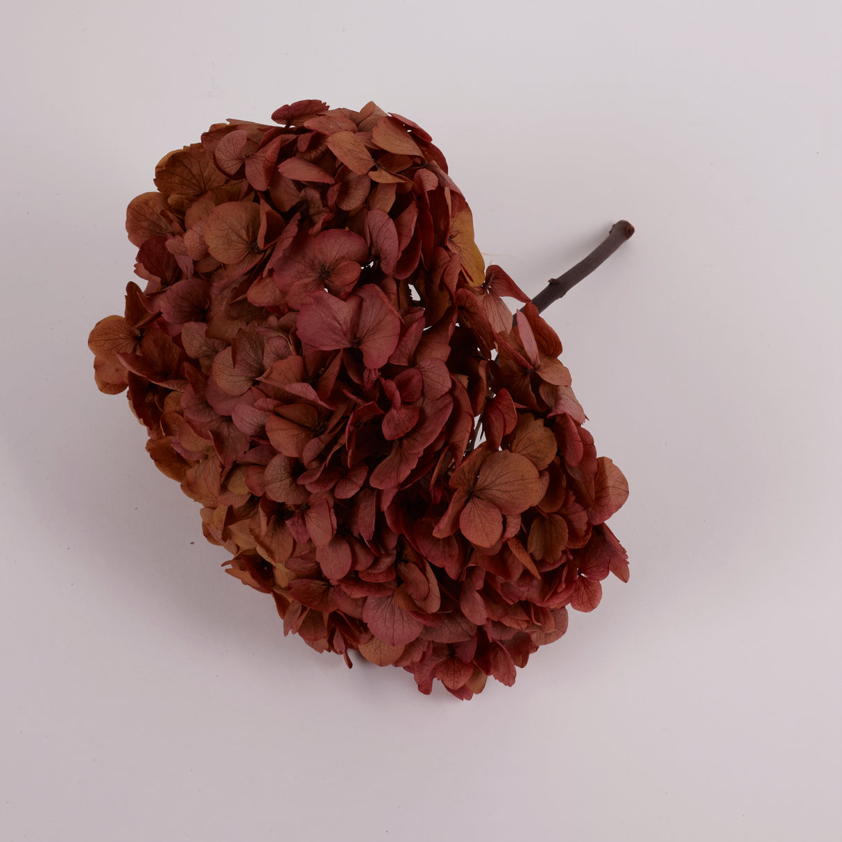 Hydrangea, (Verdissimo) Fusion, Preserved, Indian Summer