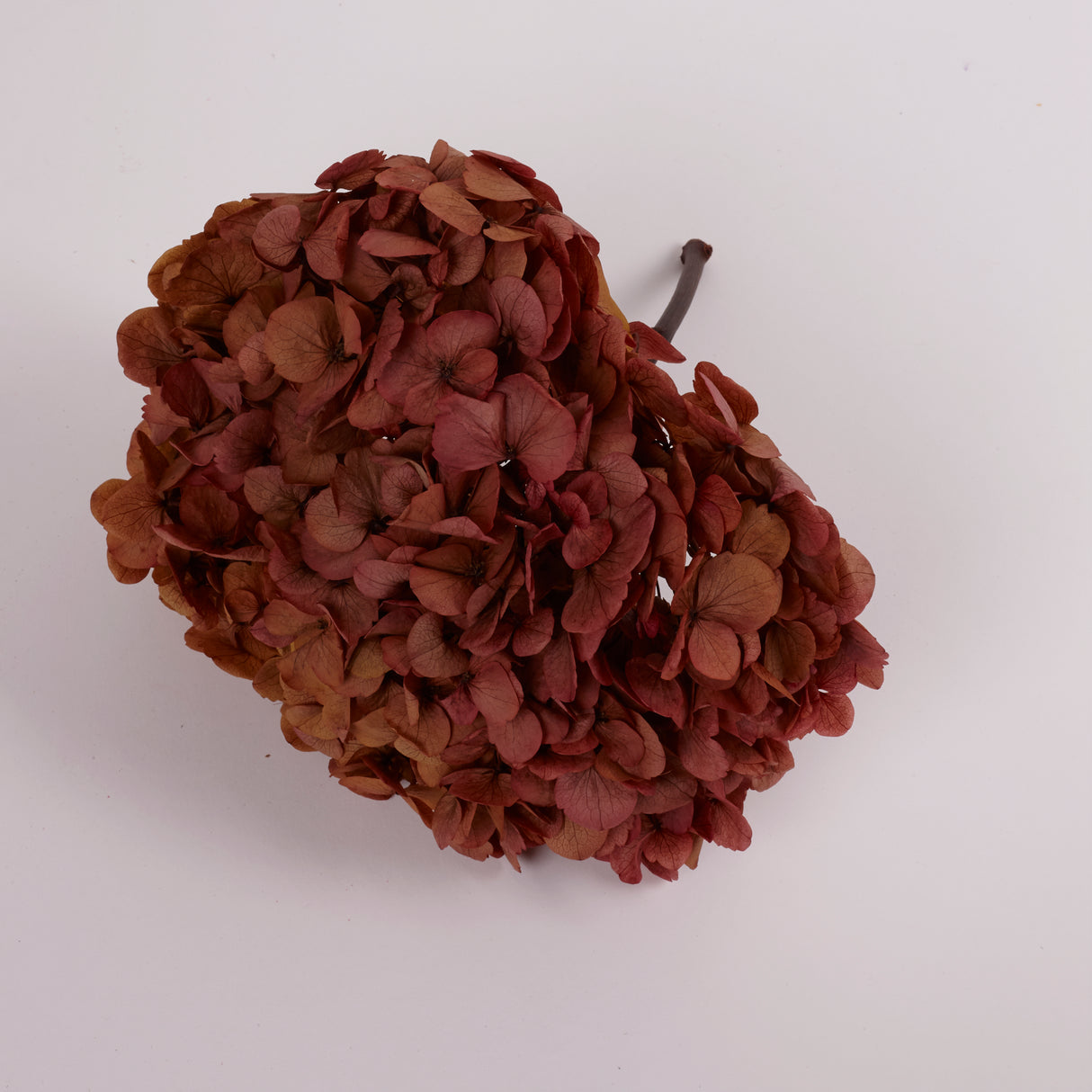 Hydrangea, (Verdissimo) Fusion, Preserved, Indian Summer