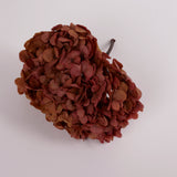 Hydrangea, (Verdissimo) Fusion, Preserved, Indian Summer