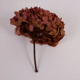 Hydrangea, (Verdissimo) Fusion, Preserved, Indian Summer