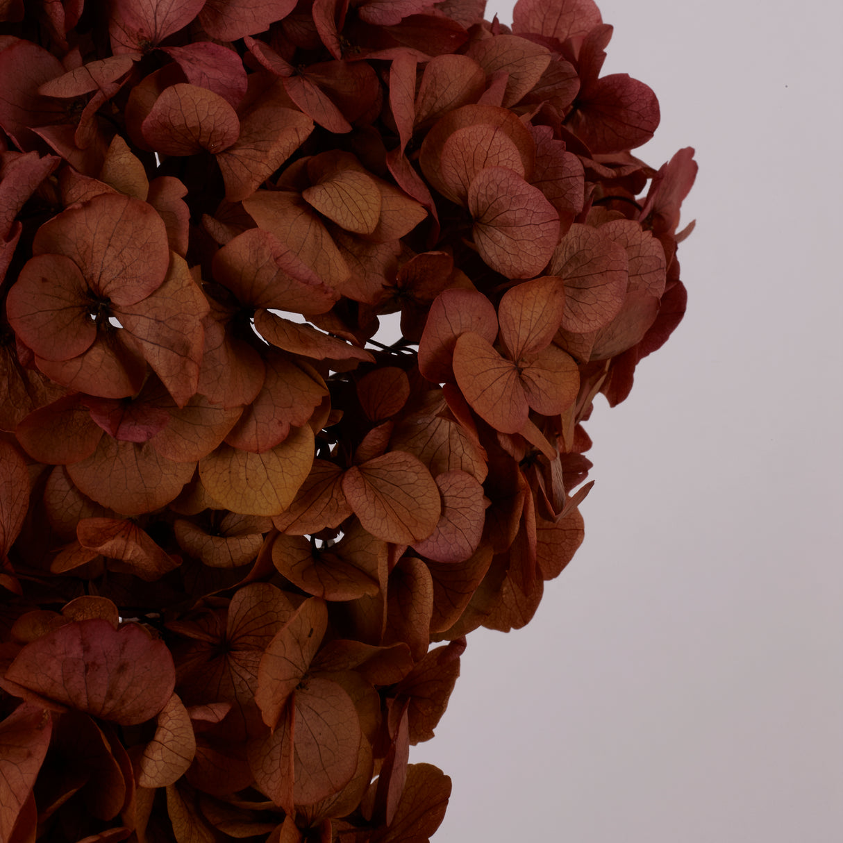 Hydrangea, (Verdissimo) Fusion, Preserved, Indian Summer