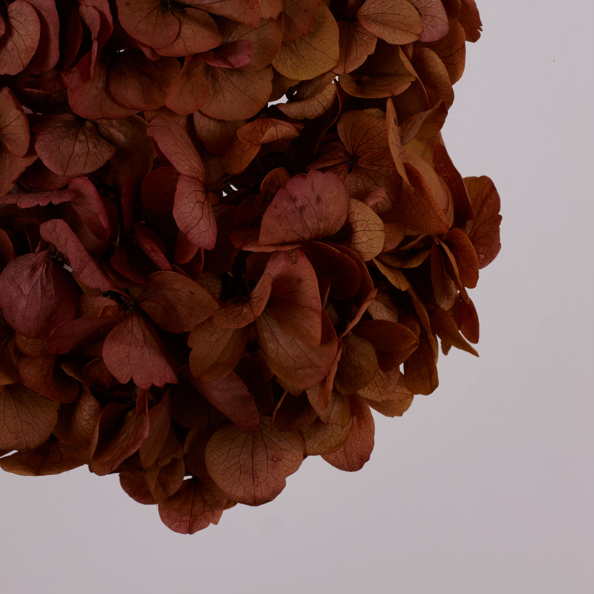 Hydrangea, (Verdissimo) Fusion, Preserved, Indian Summer
