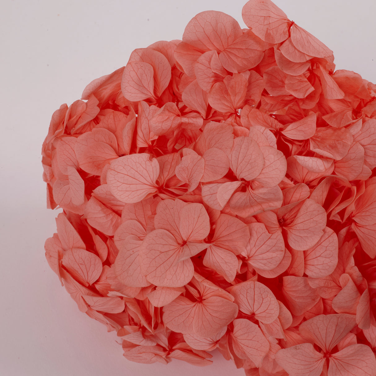 Hydrangea, (Verdissimo) Premium, Preserved, Coral Orange