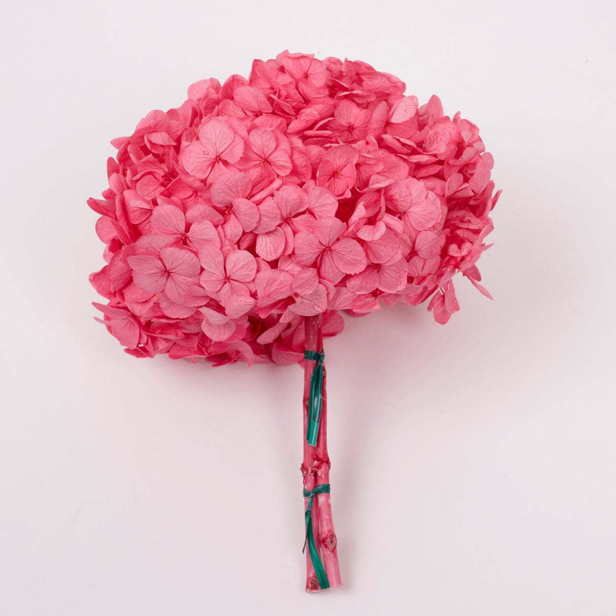 Hydrangea, (Verdissimo) Premium, Preserved, Candy Pink