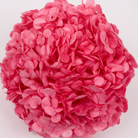 Hydrangea, (Verdissimo) Premium, Preserved, Candy Pink