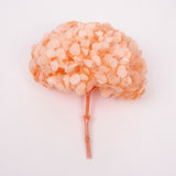 Hydrangea, (Verdissimo) Premium, Preserved, Light Orange