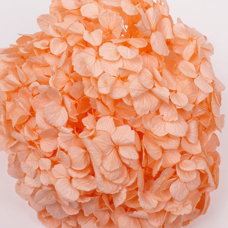 Hydrangea, (Verdissimo) Premium, Preserved, Light Orange