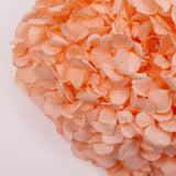 Hydrangea, (Verdissimo) Premium, Preserved, Light Orange