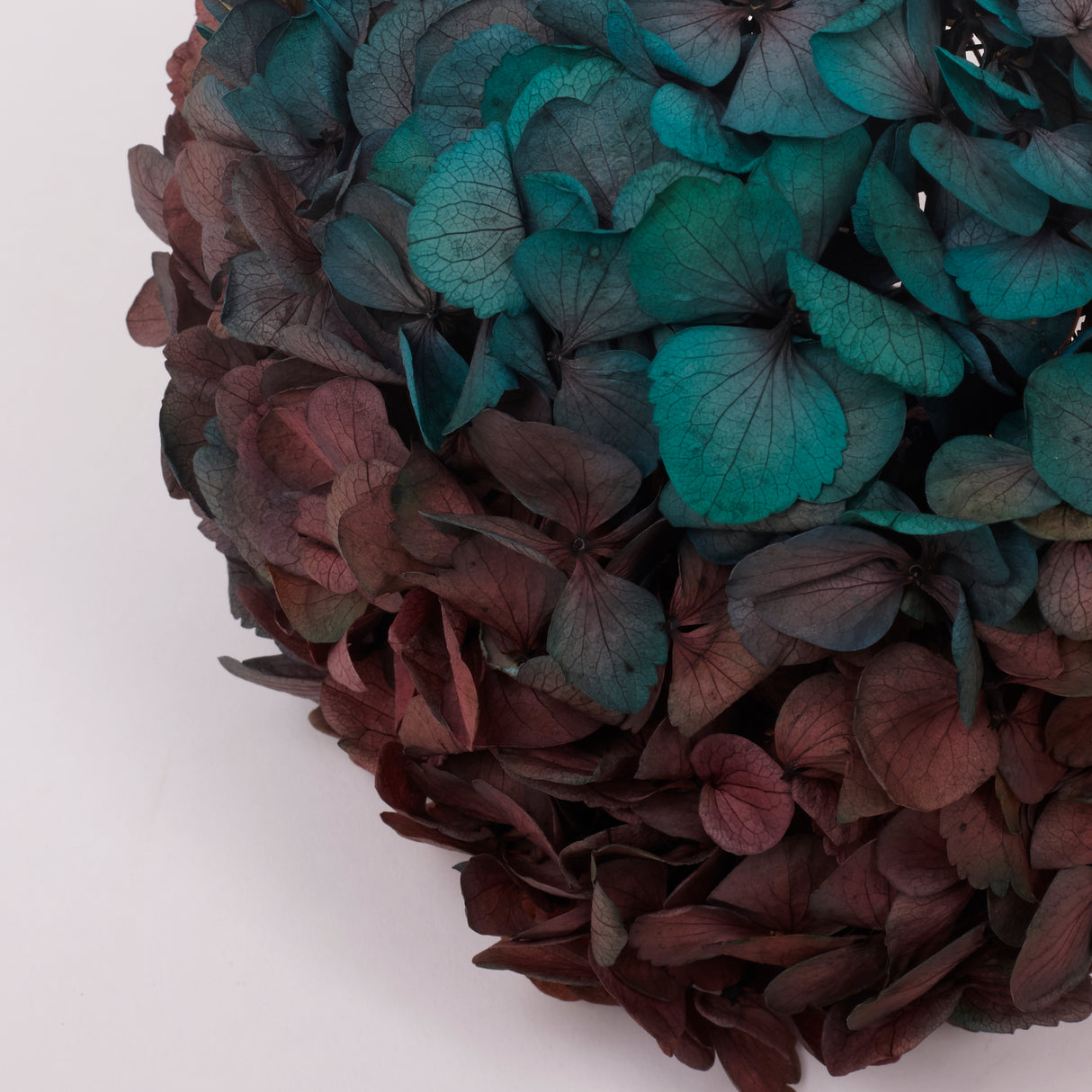 Hydrangea, (Verdissimo) Fusion, Preserved, Ocean