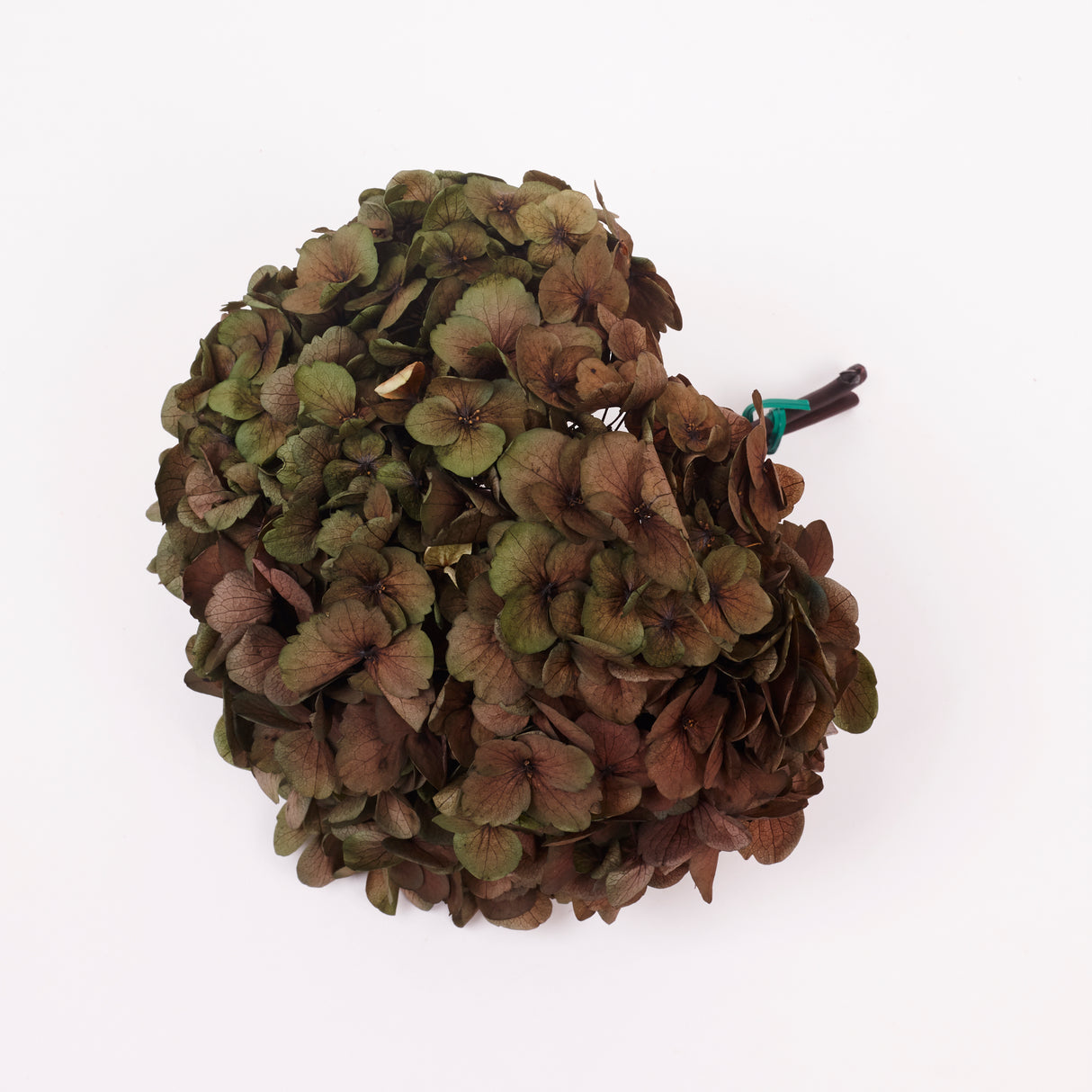 Hydrangea, (Verdissimo) Fusion, Preserved, Ruby