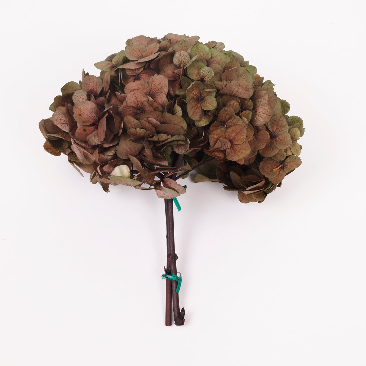 Hydrangea, (Verdissimo) Fusion, Preserved, Ruby
