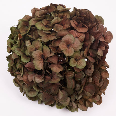 Hydrangea, (Verdissimo) Fusion, Preserved, Ruby