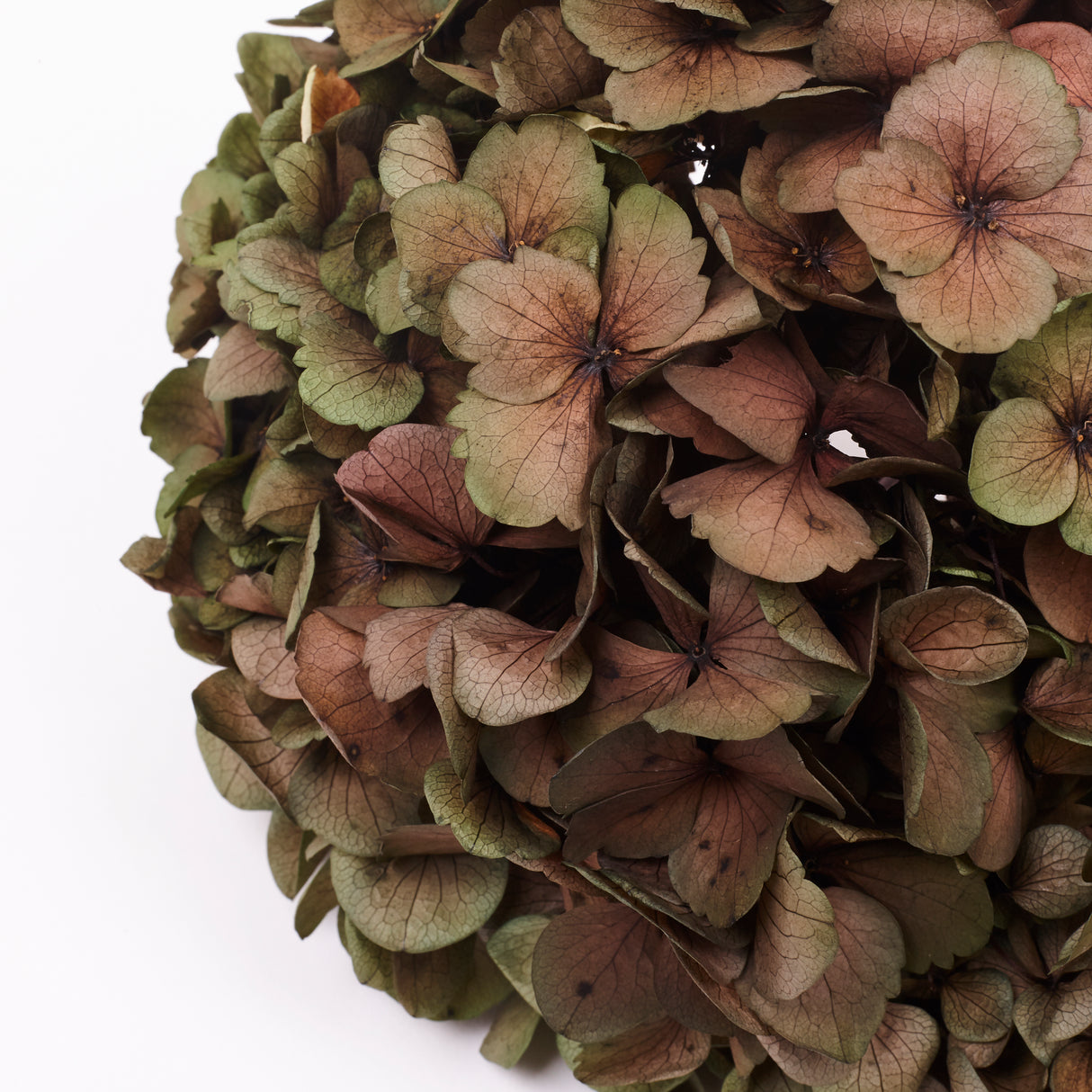 Hydrangea, (Verdissimo) Fusion, Preserved, Ruby
