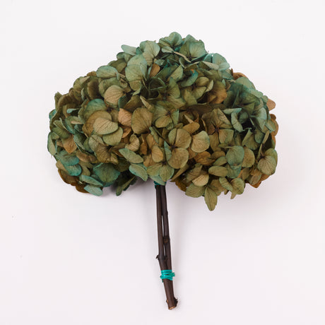 Hydrangea, (Verdissimo) Fusion, Preserved, Aurora