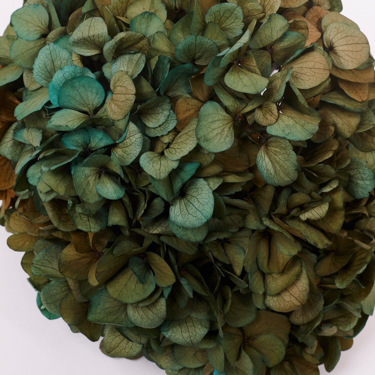 Hydrangea, (Verdissimo) Fusion, Preserved, Aurora