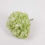 Hydrangea, (Verdissimo) Premium, Preserved, Citrus Green