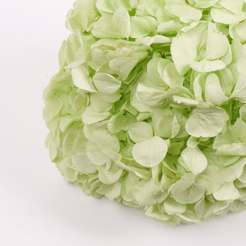Hydrangea, (Verdissimo) Premium, Preserved, Citrus Green