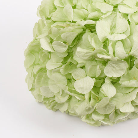 Hydrangea, (Verdissimo) Premium, Preserved, Citrus Green
