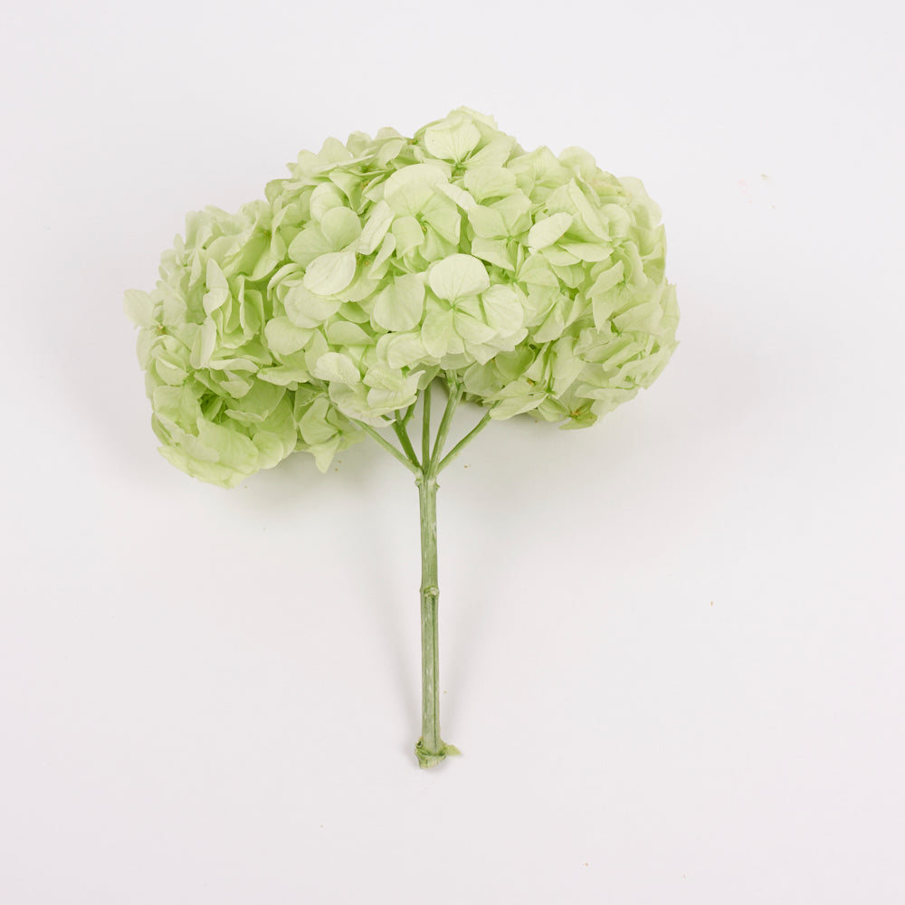 Hydrangea, (Verdissimo) Premium, Preserved, Citrus Green