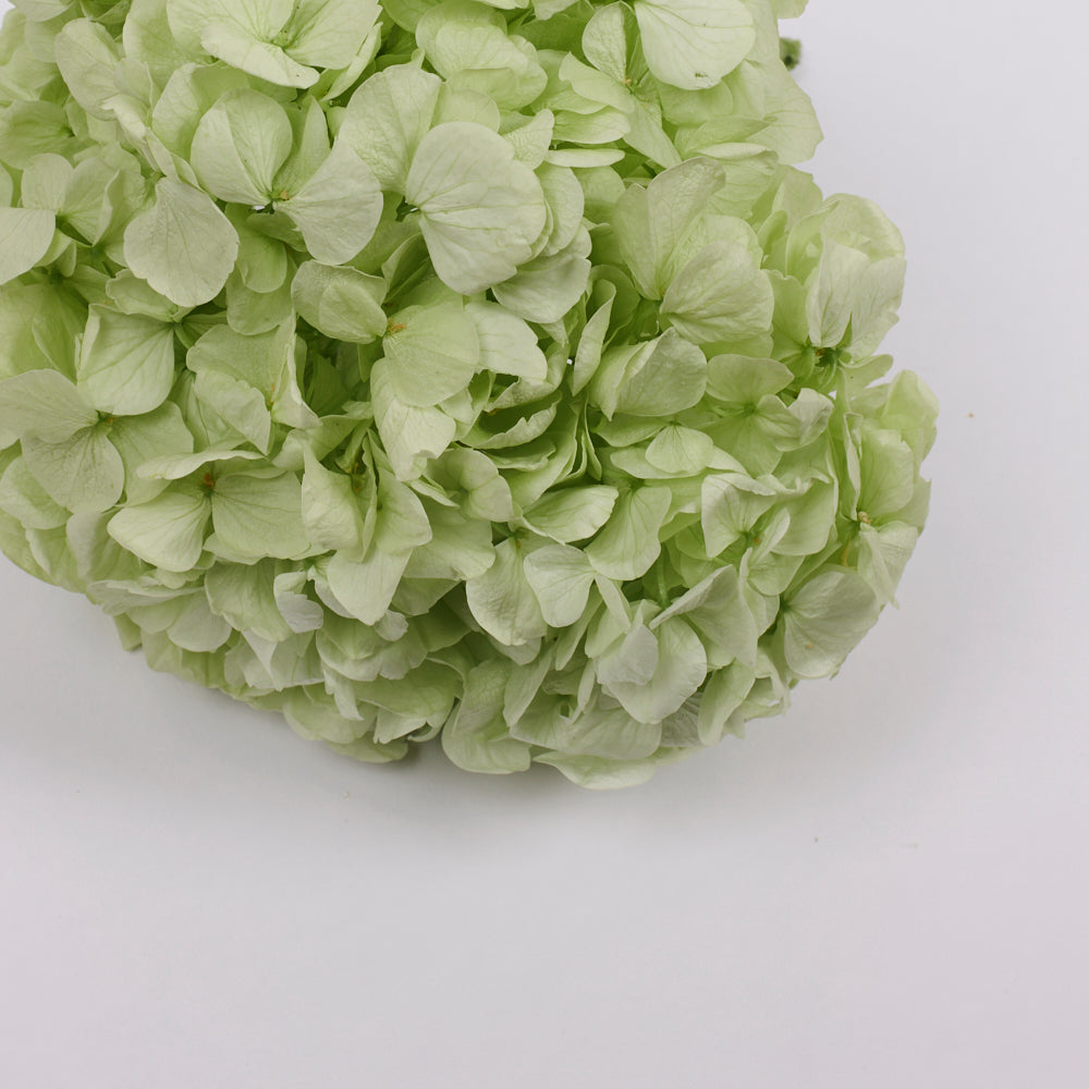 Hydrangea, (Verdissimo) Premium, Preserved, Citrus Green