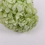 Hydrangea, (Verdissimo) Premium, Preserved, Citrus Green