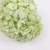 Hydrangea, (Verdissimo) Premium, Preserved, Citrus Green
