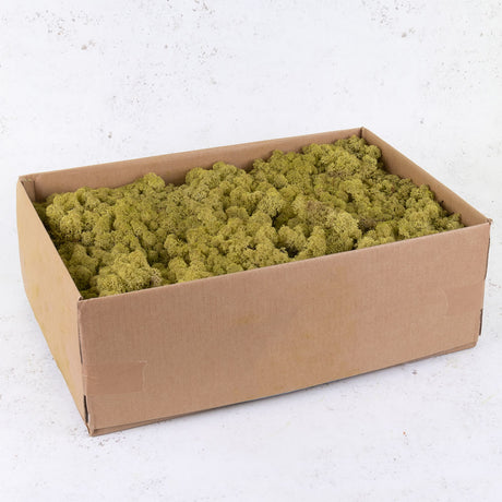 Icelandic Moss, Kiwi, 3kg