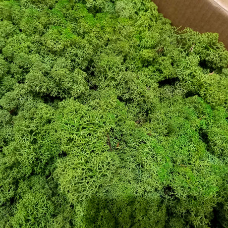 Icelandic Moss, Medium Green, 3kg